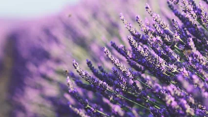 Optimum Rejuvenation: Dr. Sunao Gilbert, MD, FAARFM, ABAARM logo